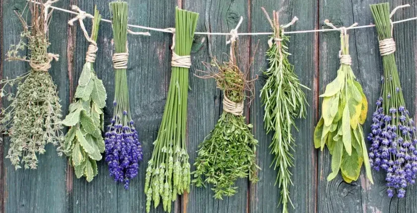 Herbs hanging to dry on a wooden fence